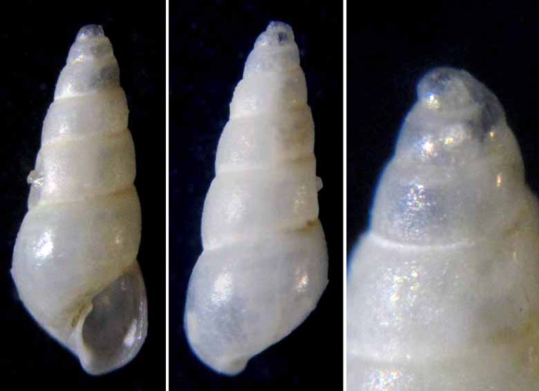 Odostomia turricolata?